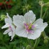 Герань садовая Дабл Джевел (Geranium pratense Double Jewel) © blumgarden.ru