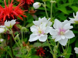 Герань садовая «Дабл Джевел» (Geranium Pratense Double Jewel)