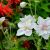 Герань садовая Дабл Джевел (Geranium pratense Double Jewel) © blumgarden.ru
