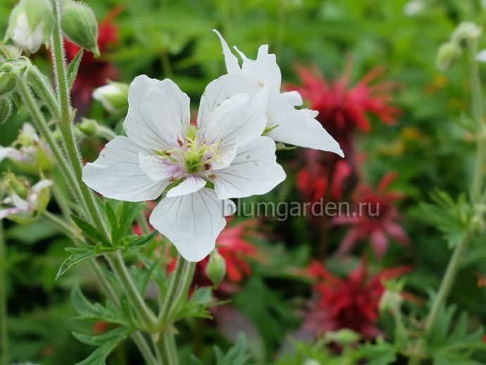 Герань садовая (луговая) Дабл Джевел (Geranium pratense Double Jewel) © blumgarden.ru