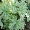 Герань темная Маргарет Уилсон (Geranium phaeum Margaret Wilson) © blumgarden.ru