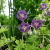 Герань темная Маргарет Уилсон (Geranium phaeum Margaret Wilson) © blumgarden.ru