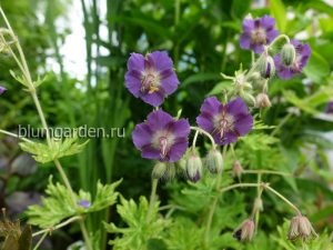 Герань темная Маргарет Уилсон (Geranium Phaeum Margaret Wilson) © Blumgarden.ru