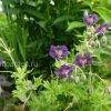 Герань темная Маргарет Уилсон (Geranium phaeum Margaret Wilson) © blumgarden.ru