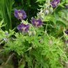 Герань темная Маргарет Уилсон (Geranium phaeum Margaret Wilson) © blumgarden.ru