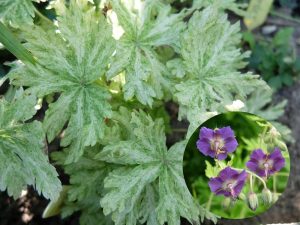 Герань темная «Маргарет Вилсон» (Geranium Phaeum Margaret Wilson)