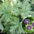 Герань темная Маргарет Вилсон (Geranium Margaret Wilson) © blumgarden.ru
