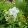 Герань садовая (луговая) Лаура (Geranium pratense Laura) © blumgarden.ru