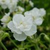 Герань садовая (луговая) Лаура (Geranium pratense Laura) © blumgarden.ru