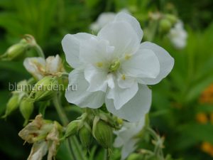 Герань садовая «Лаура» (Geranium Pratense Laura)