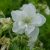 Герань садовая (луговая) Лаура (Geranium pratense Laura) © blumgarden.ru