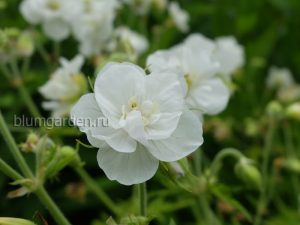 Герань садовая (луговая) Лаура (Geranium Pratense Laura) © Blumgarden.ru