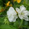 Герань садовая (луговая) Лаура (Geranium pratense Laura) © blumgarden.ru