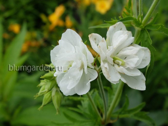 Герань садовая (луговая) Лаура (Geranium pratense Laura) © blumgarden.ru