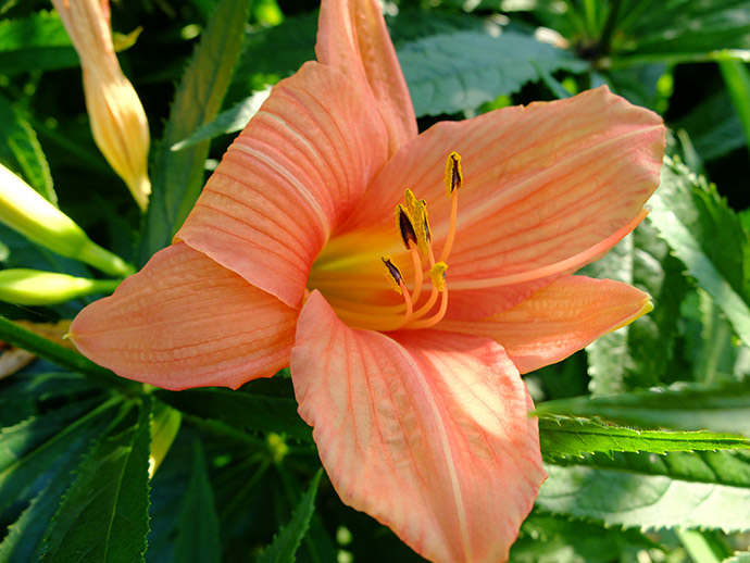 Лилейник гибридный «Бэд оф Розес» (Hemerocallis hybrid Bed of Roses)