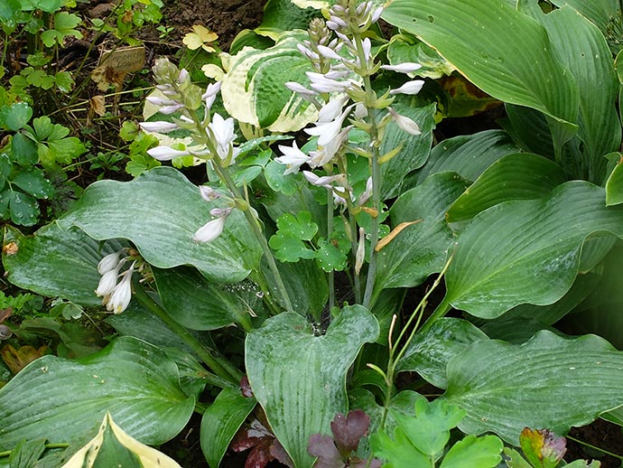 Лавандовые колокольчатые цветки хосты Blue Wedgwood на высоких цветоносах © blumgarden.ru