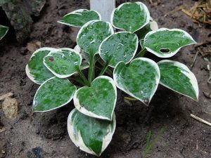 Хоста «Кантри Маус» (Hosta Country Mouse)