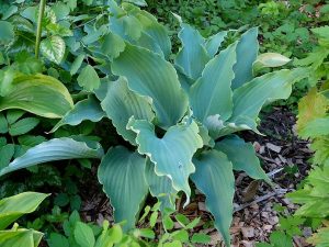 Хоста «Нептун» (Hosta Neptune)