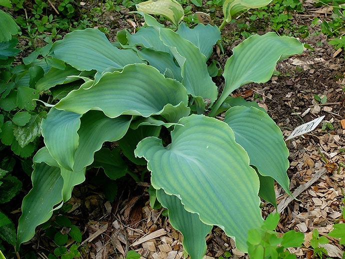 Листья летом сине-зелёный цвета © blumgarden.ru