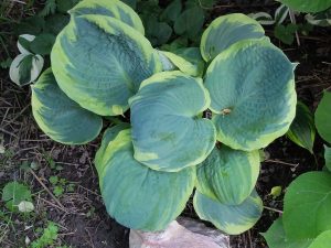 Хоста «Пиззаз» (Hosta Pizzazz)