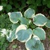 Хоста «Пиззаз» (Hosta Pizzazz) © blumgarden.ru