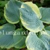 Хоста Пиззаз (Pizzazz) © blumgarden.ru