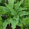 Хоста Нептун (Hosta Neptune) © blumgarden.ru