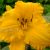 Лилейник Иерусалим (Hemerocallis Jerusalem) © blumgarden.ru
