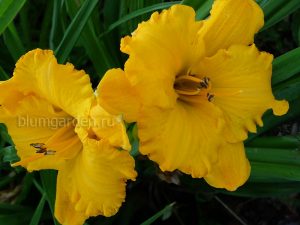 Лилейник Иерусалим (Hemerocallis Jerusalem) © Blumgarden.ru