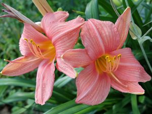 Лилейник гибридный «Бэд оф Розес» (Hemerocallis Hybrid Bed Of Roses)