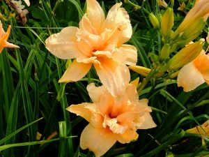 Лилейник Дабл Дрим (Daylily Double Dream) © Blumgarden.ru