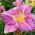 Лилейник «Энтрапмент» (Hemerocallis Entrapment) © blumgarden.ru