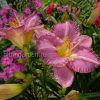 Лилейник Энтрапмент (Hemerocallis Entrapment) © blumgarden.ru