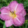 Лилейник Энтрапмент (Hemerocallis Entrapment) © blumgarden.ru