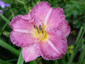 Лилейник Энтрапмент (Hemerocallis Entrapment) © Blumgarden.ru