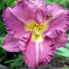 Лилейник Энтрапмент (Hemerocallis Entrapment) © blumgarden.ru