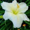 Лилейник Gentle Shepherd © blumgarden.ru