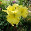 Лилейник Мэри Тодд (Hemerocallis Mary Todd) © blumgarden.ru