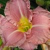 Лилейник Романтик Роуз (Hemerocallis Romantic Rose) © blumgarden.ru