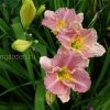 Лилейник Романтик Роуз (Hemerocallis Romantic Rose) © blumgarden.ru