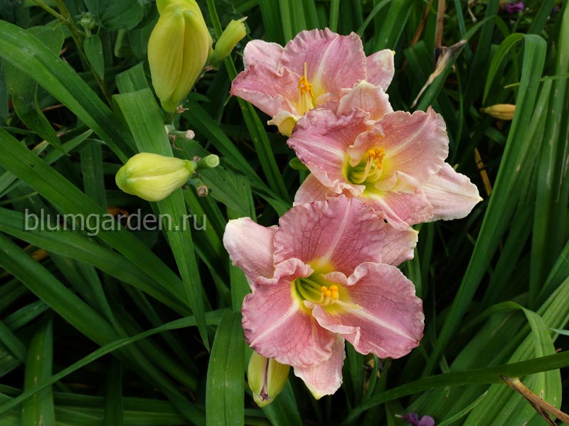 Лилейник Романтик Роуз (Hemerocallis Romantic Rose) © blumgarden.ru