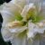 Лилейник «Шникель Фритц» (Hemerocallis Schnickel Fritz) © blumgarden.ru