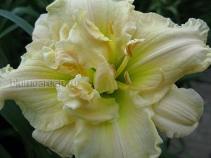 Лилейник «Шникель Фритц» (Hemerocallis Schnickel Fritz) © Blumgarden.ru