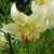 Лилия Свит Саррендер (Lilium Sweet Surrender) © blumgarden.ru