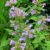 Пенстемон многолетний (Penstemon) © blumgarden.ru
