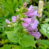 Пенстемон (Penstemon) © blumgarden.ru