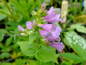 Пенстемон (Penstemon) © Blumgarden.ru