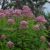 Посконник пятнистый (Eupatorium maculatum) © blumgarden.ru