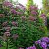 Посконник пятнистый (Eupatorium maculatum) © blumgarden.ru