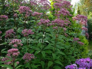 Посконник пятнистый (Eupatorium Maculatum) © Blumgarden.ru